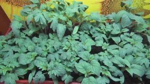 ПОСЕВЫ 2025-46. О поливе рассады томатов. Чем старше растения, тем больше воды им нужно.