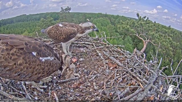 Teo baro mazuļus. 10.06.2017 смотреть онлайн
