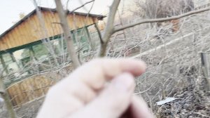когда на душе скребут кошки - это не просто так.
Это они закапывают насранное.