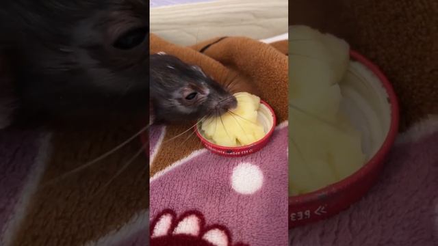В тарелку с ногами. #rat #крыса #animal #животные смотреть онлайн