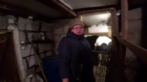 Наше хозяйство: вечерняя управка со скотиной