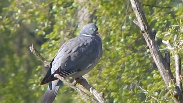 Вяхирь смотреть онлайн