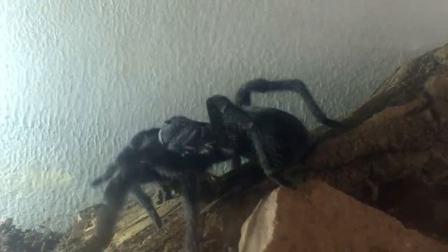 Tarantula comiendo смотреть онлайн