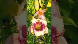 Лилейники из сада.Бананза , Найт Эмберс и другие.