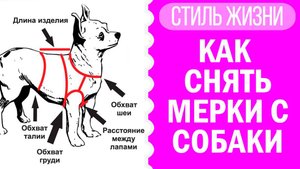 Как снять мерки с собаки? Чихуахуа Софи покажет! 🐕📏