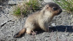 Черношапочные сурки