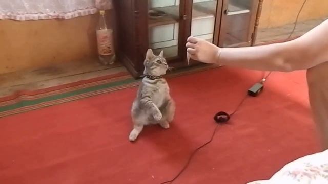 Кот-бегемот! Cat - Hippo wants to fish very well! смотреть онлайн