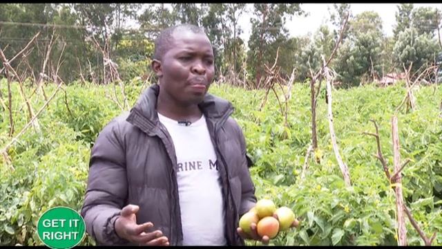 Tips for outdoor tomato farming - Part 1