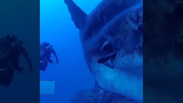 🌒 Луна на дне океана смотреть онлайн