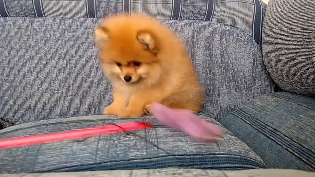 Щенок померанца смотреть онлайн