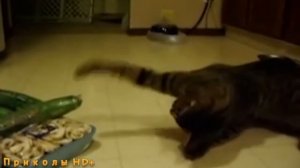 Коты и огурцы!!!Вывод-Коты бояться огурцов!!!