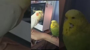 попугай корелла говорит с волистиком и поёт ей песенку