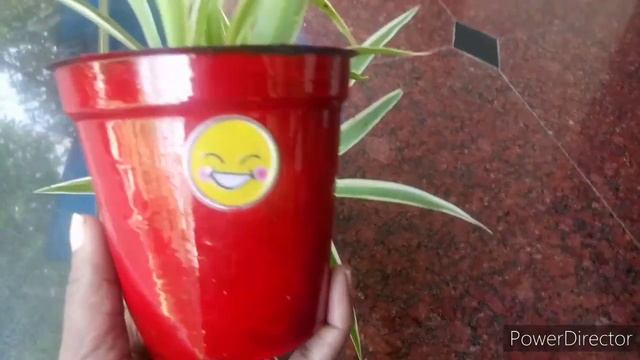 Best Law Light Indoor plant/IndoorPlants for Improve Air Quality/Spend Time/Bed Room plant/malayala