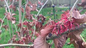 Wonderful Witch Hazel for Woodland Gardens and Food Forests!