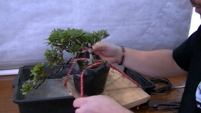 Azalea Cascada (Kengai)