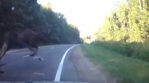 Лось перебегал дорогу прямо перед автомобилем