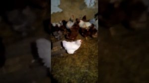 Деревенские куры