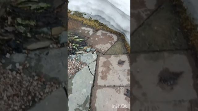 Прилетели СКВОРЦЫ🦅сходили на дачу смотреть онлайн