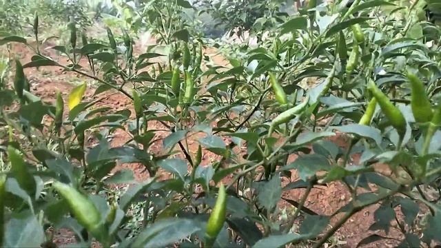 cara mengatasi 7 penyakit utama cabe,mau tahu??? tonton videonya!!! смотреть онлайн