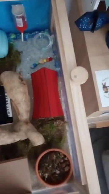 Snoopy themed hamster cage #hamstercage #snoopy #peanuts смотреть онлайн