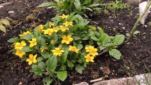 Chrysogonum virginianum - Goldkörbchen, Golden-Knees