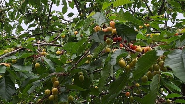 289. ГОСТЬ НЕ КОСТЬ, ЗА ДВЕРЬ НЕ ВЫКИНЕШЬ смотреть онлайн