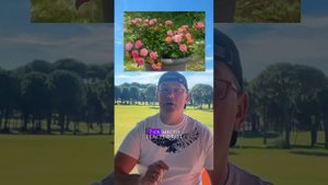 ТОП-10 сортов роз для уличных контейнеров