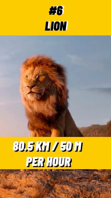 Top 10 Fastest animals in the world #shorts #fastestanimal смотреть онлайн