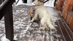 Лиса-Алиса. Белый заигрался и сбил лису.