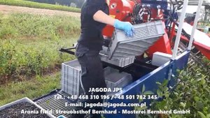 Уборка Аронии комбайном Ярек
