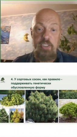 Что делать с соснами? Часть 4