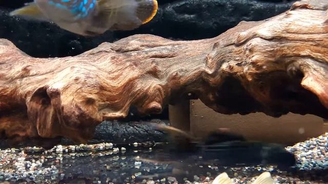 L24 Pseudacanthicus pitanga смотреть онлайн