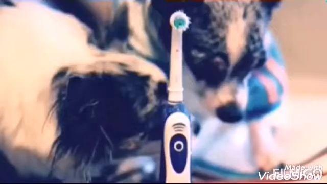 Реакция Миши и Юми на КЛИП Эйвана и Софи🐶🔮🐶(фан Ани Меджик) смотреть онлайн