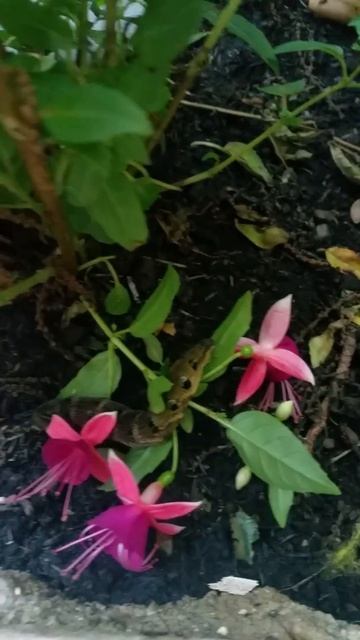 Elephant Hawk moth caterpillar смотреть онлайн