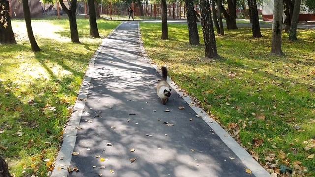 Кошка Моника| Моничка радуется солнышку ☀ | Невская Маскарадная| Monica Cat смотреть онлайн