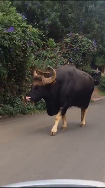 The gaur Indian bison , kodaikanal, convent road , Tamilnadu, India смотреть онлайн