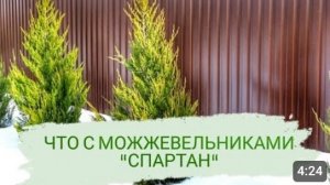 ПОЧЕМУ ОДНИ МОЖЖЕВЕЛЬНИКИ "СПАРТАН" ЗЕЛЁНЫЕ, А ДРУГИЕ СТАНОВЯТСЯ БУРЫМИ.19.01.2024г.