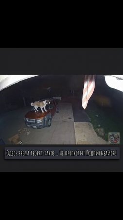 Тайная жизнь домашних животных