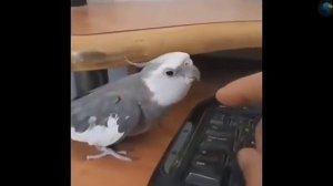 Смешной попугай какаду!😂
