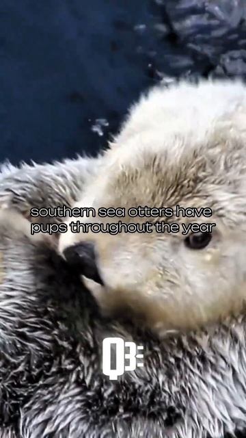 Otters hold hands while they sleep? | #otter #interestingfacts #animals #shorts смотреть онлайн