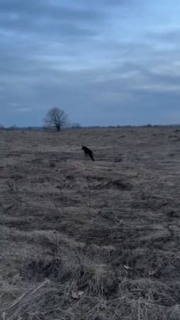 для тех! кто считает, что собаки хуже людей! Они спасают НАШИ жизни!