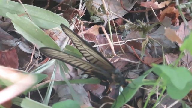 ジャコウアゲハの卵/Spawning of Chinese windmill/You can see one small brown egg.//Byasa alcinous смотреть онлайн
