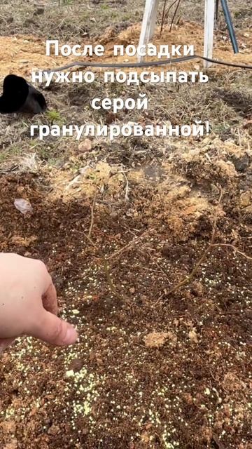 Чем подкислить голубику. Сера гранулированная для голубики #голубика #голубикасадовая #дача