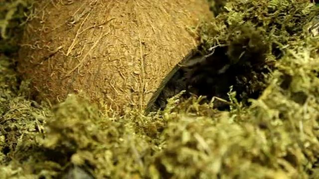 Brachypelma Albopilosum "Krucilla" смотреть онлайн