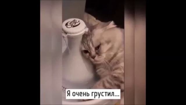 Смешные животные. 02. 2025