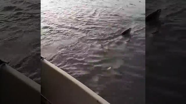 Выход жереха на вечерней зорьке. смотреть онлайн