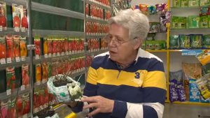 Голова садовая   Выращиваем самую красивую гортензию