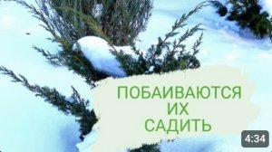 МОЖЖЕВЕЛЬНИКИ КОТОРЫЕ БОЯТСЯ САДИТЬ. 12.01.2024г.