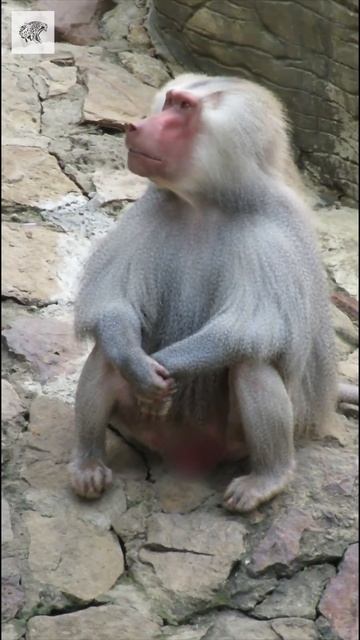 Monkey Coming смотреть онлайн