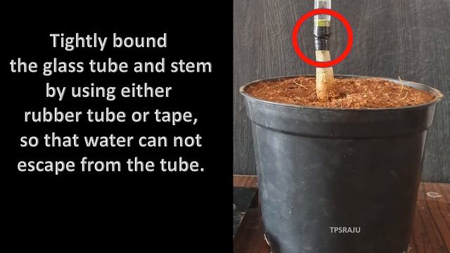 Root pressure experiment смотреть онлайн